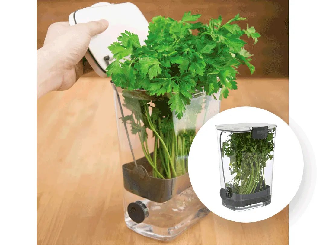 Contenedor de hierbas - frescas y hidratadas